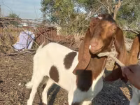 Cabra, Kamori goats — foto 2