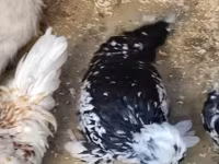 Chickens — fotografija 2