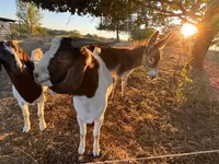 Echki, Boer goat — 3-rasm
