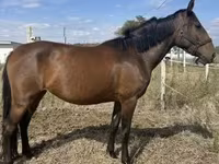 Кобила, Nonius horse — фото 3