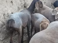 Ovca, Arashan sheep — fotografija 5