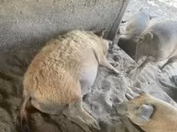 Schweine (Partie, Geschlecht nicht angegeben), Мангалица — Foto 2