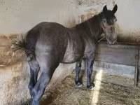 公马, Horses — 照片 3