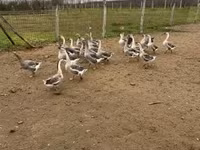 Geese — Foto 7