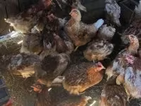 Chickens — الصورة 1