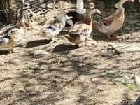 Ducks — foto 1