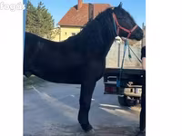 公马, Horses — 照片 5
