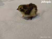 Quails — Foto 1