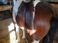 Cavalo, Cavalos — foto 8