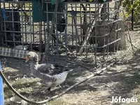 Geese — fotografija 4