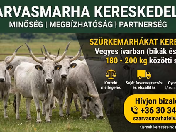Goveda (partija, pol nije naveden), Ukrainian grey cattle