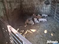 Cerda, Cerdos — foto 7