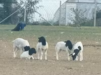 Qoç, Dorper sheep — foto 1