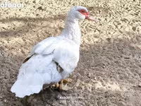 Ducks — फ़ोटो 5