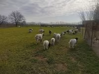 Baran, Dorper sheep — zdjęcie 3