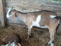 雌ヤギ, Nubian Goat — 写真 3