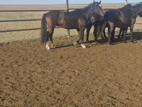 Pastuv, New Altai Horse — fotografija 1
