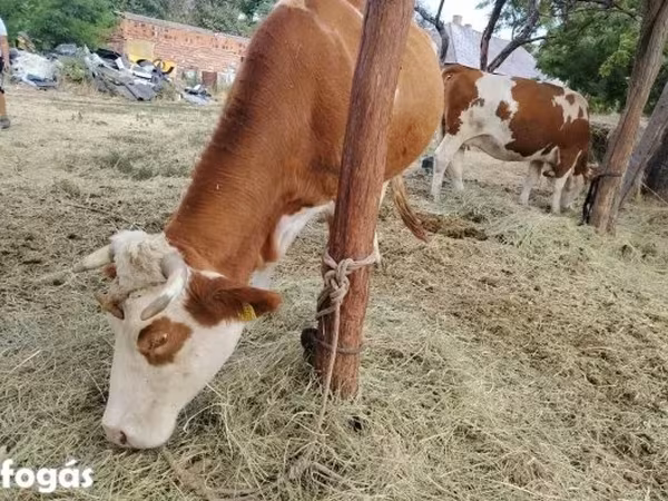 Vache, Race grise hongroise