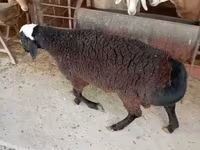 雄羊, Blackheaded Persian sheep — 写真 4