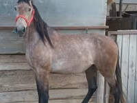 Caballo, Caballos — foto 2