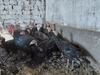 Turkeys — fotografija 3