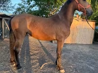 Yegua, Caballos — foto 2