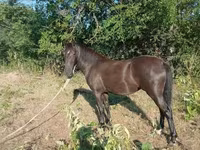 Madyan, Nonius horse — foto 4