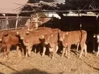 公牛, Limousin cow — 照片 4