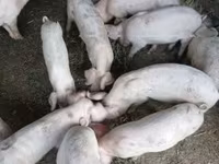 Porca, Porcos — foto 1