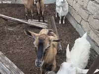 Koza, Saanen goat — fotografija 8