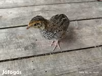 Quails — Foto 8