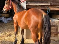 Horse (M), Horses — photo 2