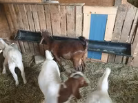 Теке, Boer goat — 3-сурет