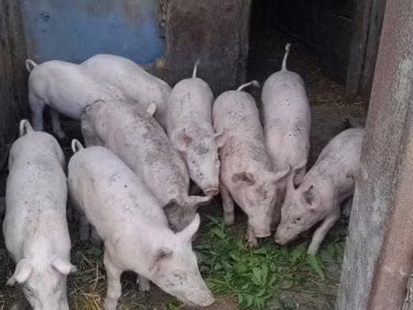 Porca,  — Hungria