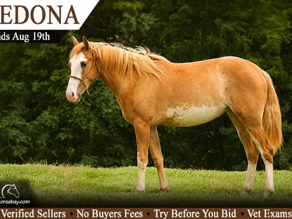 雌馬, American paint horse