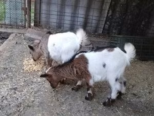 Koza, Kozy