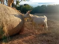 Chèvre, Saanen goat — photo 2