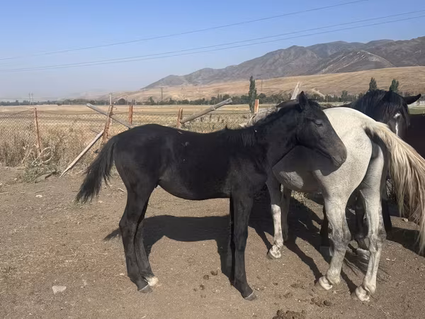 Pastuv, Russian Don