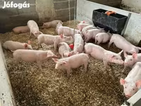 猪（批次，未指定性别）, Pigs — 照片 3
