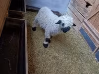 Ovan, Valais Blacknose sheep — fotografija 3