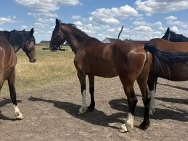 Kobila, Dutch warmblood horse