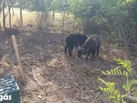 Schaf, Racka sheep — Foto 3