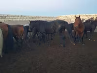 Pastuv, Kushum Horse — fotografija 7