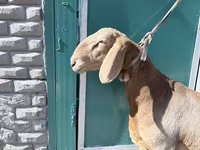 雄羊, Arashan sheep — 写真 2