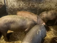 Cerdos (lote, sexo no especificado), Cerdos — foto 4