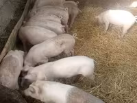Porca, Porcos — foto 4
