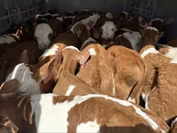 Bulle, Simmental cattle — Foto 5