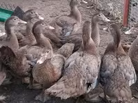 Ducks — foto 8