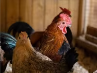 Japanese Bantam — photo 3