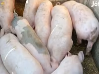 Knur, Świnie — zdjęcie 4